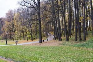 golden leuchtender Ahornbaum im Herbst foto