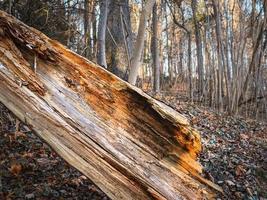 umgestürzter gebrochener Baumstamm mit sichtbaren Holzschichten foto