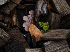 trockene Herbstblätter verstecken sich in Holzstücken mit grünem Moos foto