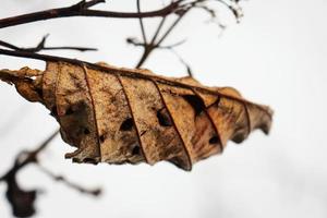 trockenes Blatt auf Ast auf weißem Schneehintergrund foto