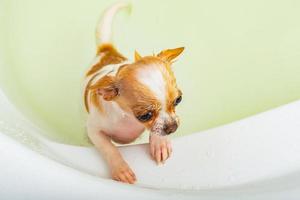 Chihuahua-Hund badet im Badezimmer. im Badezimmer steht ein sauberer Hund im Wasser. foto