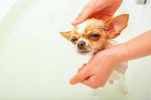 Chihuahua-Hund badet im Badezimmer. im Badezimmer steht ein sauberer Hund im Wasser. foto