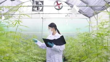 Konzept der Cannabisplantage für die Medizin, ein Wissenschaftler sammelt Daten über Cannabis Sativa Indoor Farm