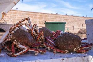 Nahaufnahme von braunen rohen frischen Krabben, die auf dem Tisch zum Verkauf angezeigt werden? foto