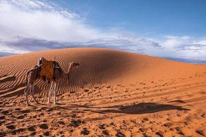 Dromedar Kamel, das an einem sonnigen Sommertag auf Sanddünen in der Wüste steht foto