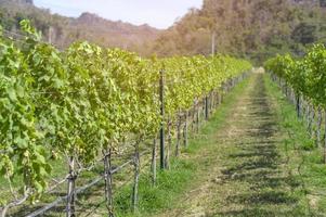 Traube im Weinberg für die Weinherstellung foto