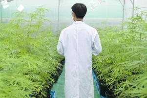 Konzept der Cannabisplantage für medizinische Zwecke, ein Wissenschaftler, der ein Tablet verwendet, um Daten über die Indoor-Farm von Cannabis sativa zu sammeln foto