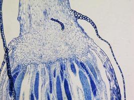 Moosprotonemata mikroskopische Aufnahme foto