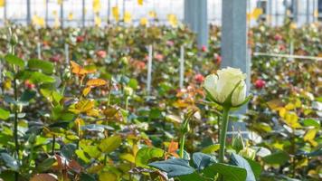 Nahaufnahme einer Rose auf einem unscharfen Blumenhintergrund in einem Gewächshaus foto