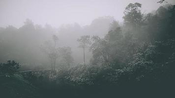 neblige Landschaft mit Tannenwald im Hipster-Vintage-Retro-Stil. Märchenhafter gruseliger Wald an einem nebligen Tag. kalter nebliger Morgen im Horrorwald foto