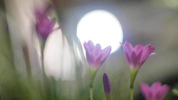 selektiver Fokus der rosa Zephyranthes-Lilie .pink-Regenlilie-Frühlingsblumen auf unscharfem Natur-Bokeh-Hintergrund. foto
