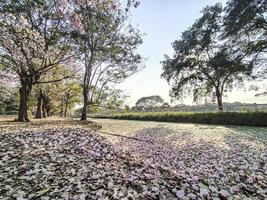 schöne naturfotografie blumen frühling. atemberaubende Panoramastraße im rosa Schatten der Blumen. atemberaubende Kirschblüte im Frühling. Kirschblütenblätter bedecken den See foto