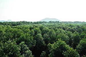 luftaufnahme des schönen naturlandschaftsflusses im mangrovenwald und in den bergen in der provinz phang nga thailand