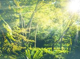 tropischer wald in thailand asien mit morgensonnenaufflackern. Sonnenstrahl durch den Wald foto