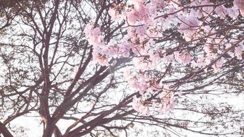 schöner rosa blumenlook mag sakura-blume oder kirschblüte mit schönem naturhintergrund. Frühlingsblume Baumblüte. die romantischen rosa blumenbäume für valentinstag oder hochzeitshintergrund foto