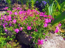 Strauch mit kleinen Frühlings- oder Sommerblumen im Garten. Alpenhügel, felsig. fuchsia Blumen, Gras und viel Grün foto