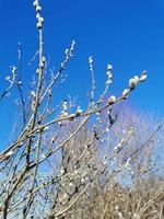 Verba-Zweige. weidenzweige mit buds.blue sky foto