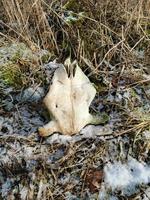 der schädel des tiers auf dem gras des letzten jahres. der schädel auf dem geschmolzenen schnee. kuhschädel. umdrehen foto