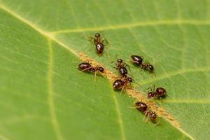 braune Ameisen fressen Blattläuse, Larven auf einem grünen Blatt. foto