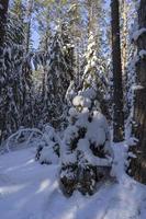 winterwald in belarus, ökologischer weg blaue seen foto