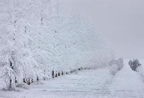 Winterfrost Saskatchewan foto