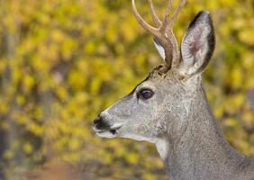 Rehe im Winter foto