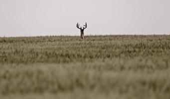 Prärie-Maultierhirsch foto