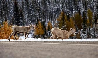 Rocky Mountain Ram Schafe foto