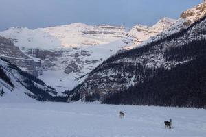 Eisbahn Lake Louise Hunde foto