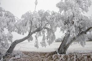 Winterfrost Saskatchewan foto