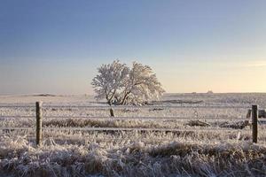 Winterfrost Saskatchewan foto