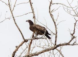 Steinadler Kanada foto