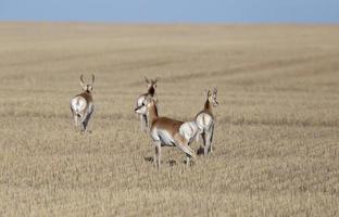 Prärie-Gabelbock-Antilope foto