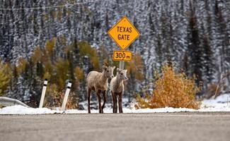 Rocky Mountain Ram Schafe foto