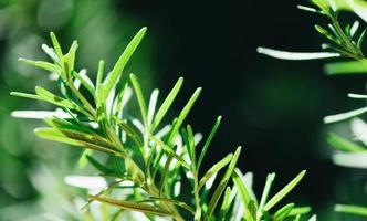 Rosmarin Pflanzenblätter im Garten Natur grüner Hintergrund - Rosmarinus officinalis Kraut und Zutat für Lebensmittel foto