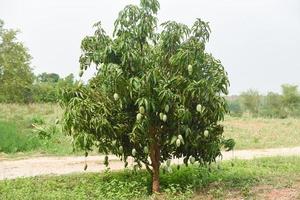 Mangobaum - rohe grüne Mangos, die am Baum mit Blatthintergrund im Sommerobstgarten hängen foto