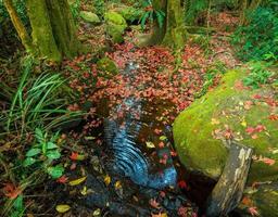 Blätter roter Ahorn auf dem Felsen im Wasserstrom mit grünem Moos Blattfarbwechsel Herbstwald foto