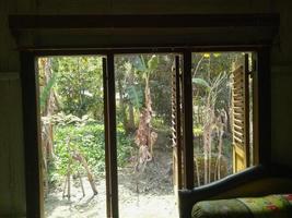 Holzfenster mit Gartenhintergrund foto