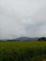 Reisfeldansicht mit nebligem Himmelshintergrund foto