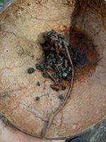 Regenwürmer in Kokosnussschalen. Regenwürmer werden häufig als Köder zum Angeln verwendet foto