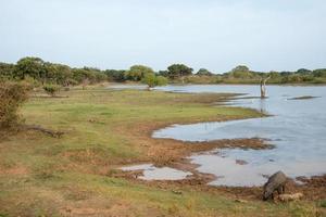 landschaft einer wiese mit einem see und vielen bäumen im minneriya-nationalpark, sri lanka foto