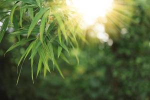 frisches naturhintergrundkonzept, grüne bambusblätter im sonnigen wald. foto