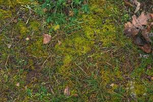 grünes, junges Gras, aus feuchtem Land gesprossen. Frühlingslandschaft. foto