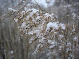 Details von gefrorenen Pflanzen in Eis und Schnee foto