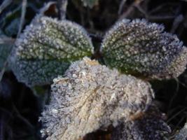 Details von gefrorenen Pflanzen in Eis und Schnee foto