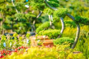 elegant Bonsai Bäume angezeigt im ein beschwingt Garten Kindergarten während sonnig Frühling Jahreszeit foto