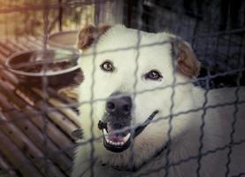 Trauriger Hund hinter dem Käfig foto