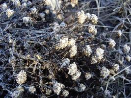 Details von gefrorenen Pflanzen in Eis und Schnee foto