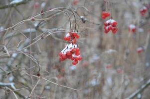 schneebedeckte rote Viburnum-Beeren foto