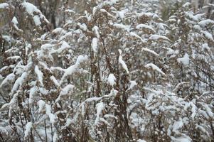 verschneiten Wald in einem Schneesturm Schnee fällt foto